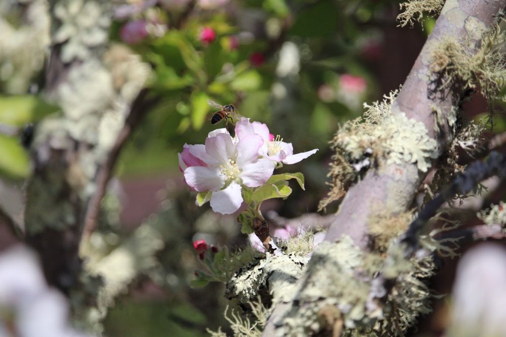 "Cherry Blossom" Photo Print