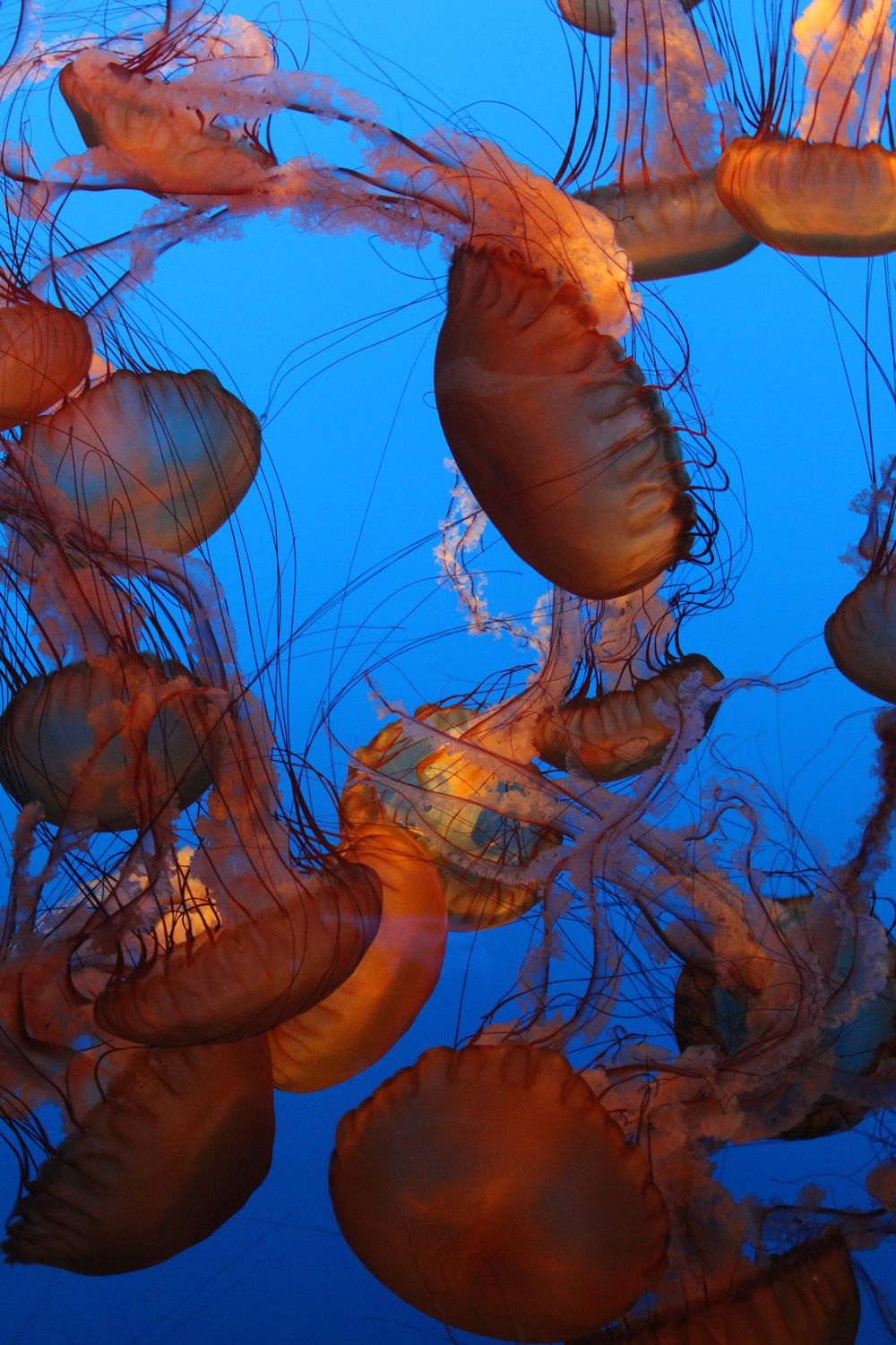 "Jellyfish 1" Photo Print