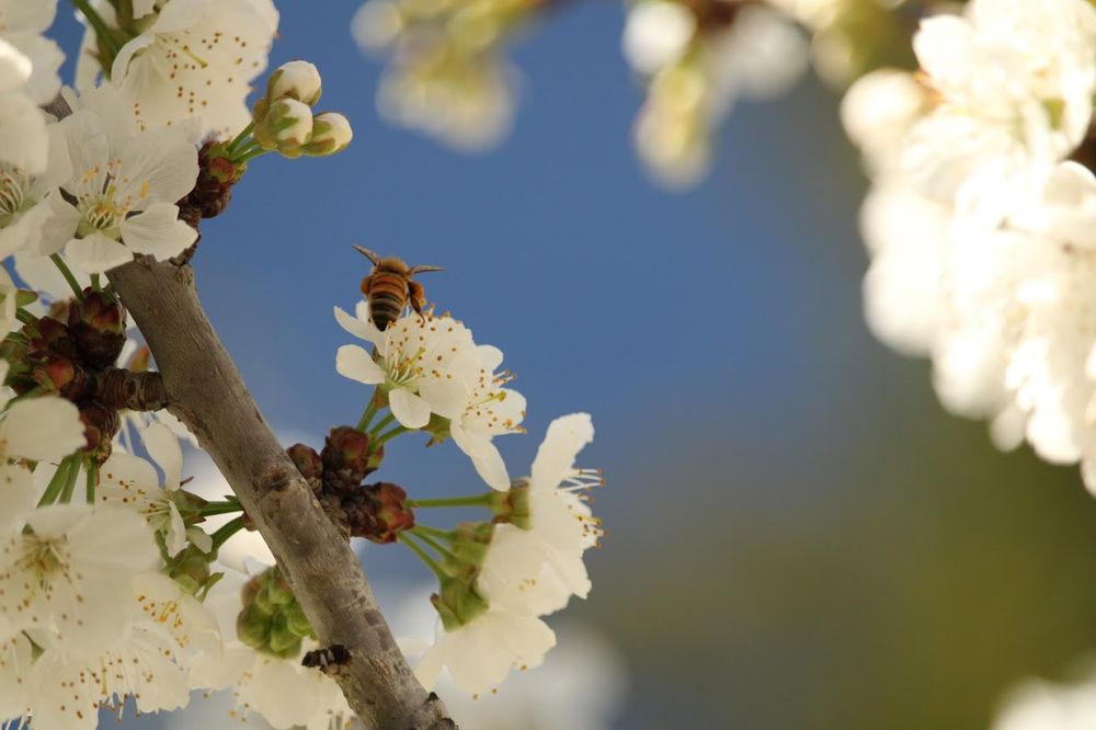 "From Bee-hind" Photo Print