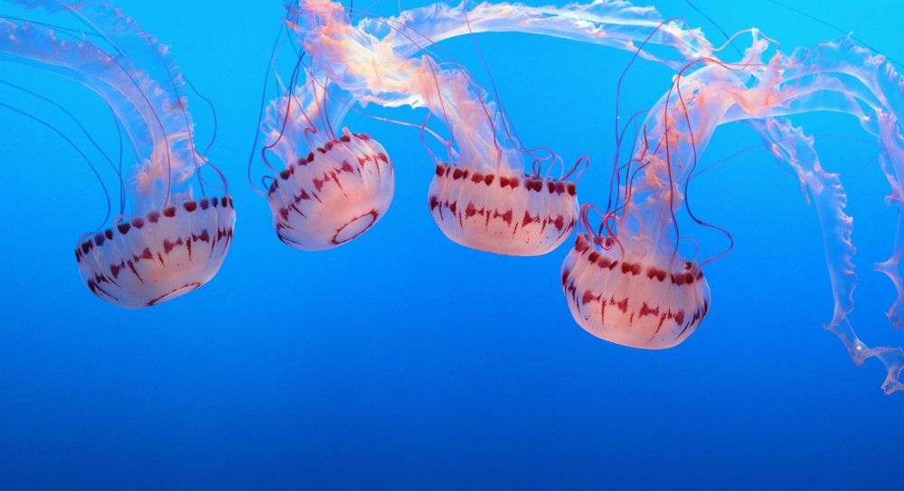 "Jellyfish 3" Photo Print
