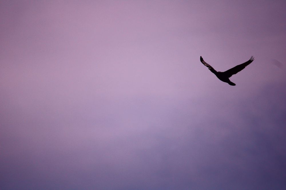 "Purple Sky" Photo Print