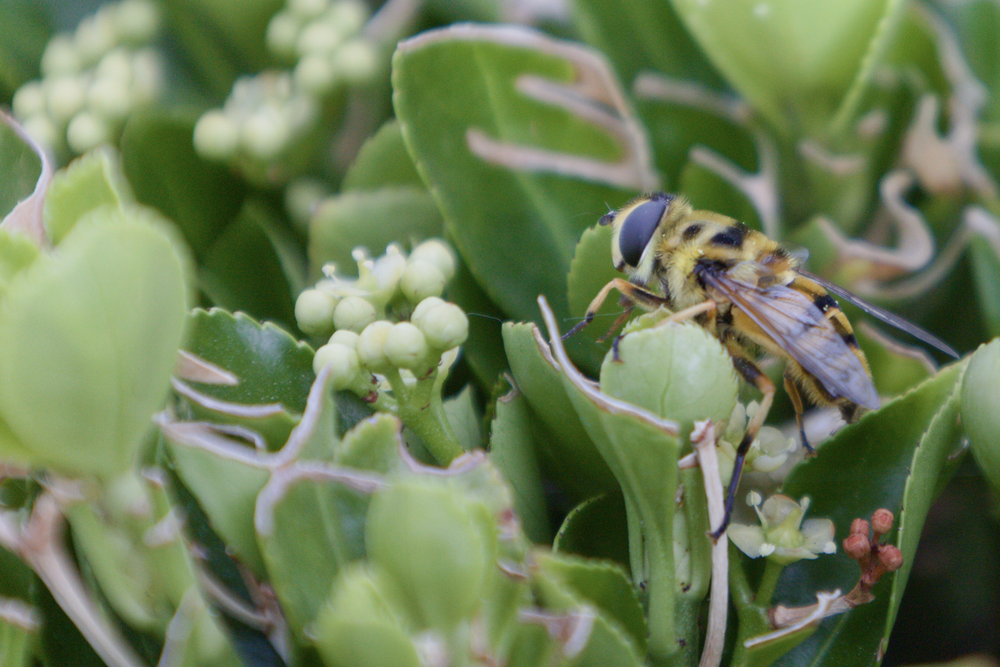 "Hoverfly Closeup" Photo Print