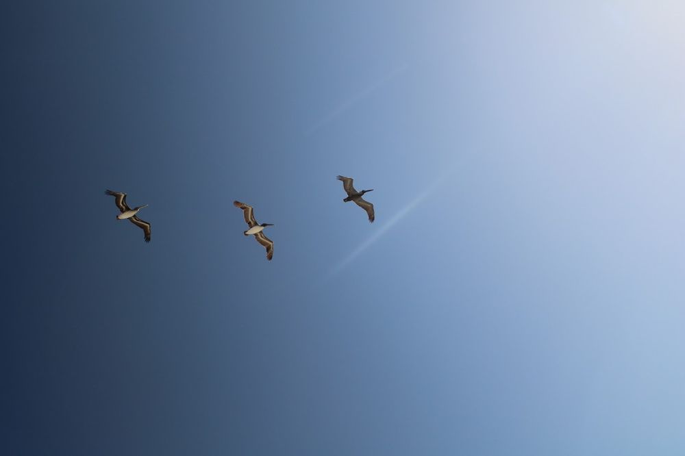 "In Formation" Photo Print